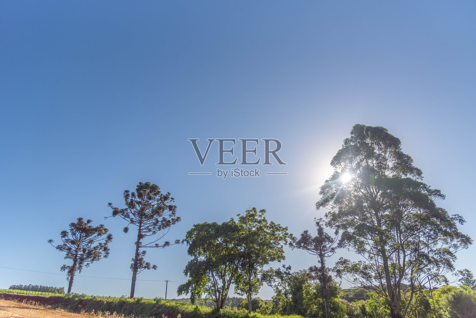 潘帕生物群落中的风景和乡村植物群照片摄影图片