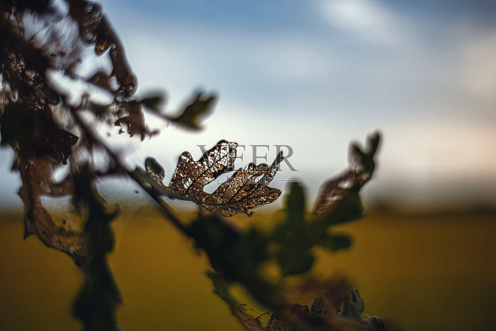 日落时的枯叶照片摄影图片