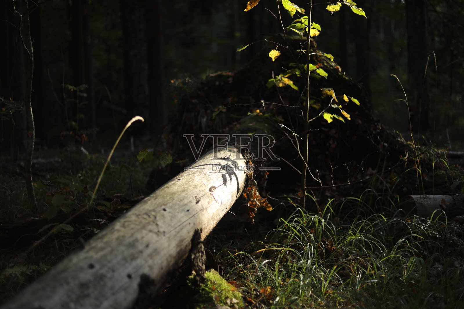 森林灌木丛。夏季森林。荒野中的一棵树。照片摄影图片