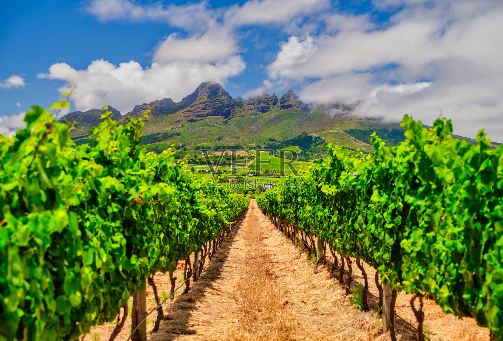 南非索姆塞特西的葡萄园，葡萄藤排成行，延伸至赫尔德堡山下，天空壮观。照片摄影图片