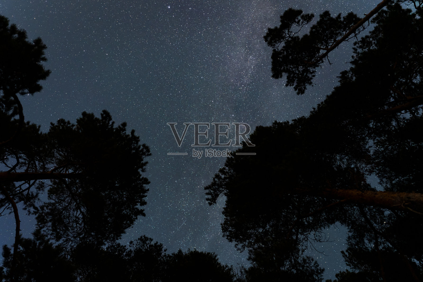 雄伟的松树在令人叹为观止的星空下高高耸立。照片摄影图片