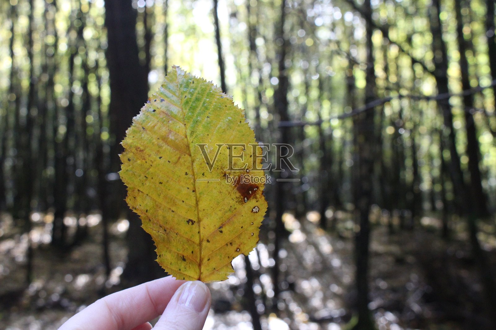 一只女性的手在林中举起一片枯萎的叶子。秋天的色彩。照片摄影图片