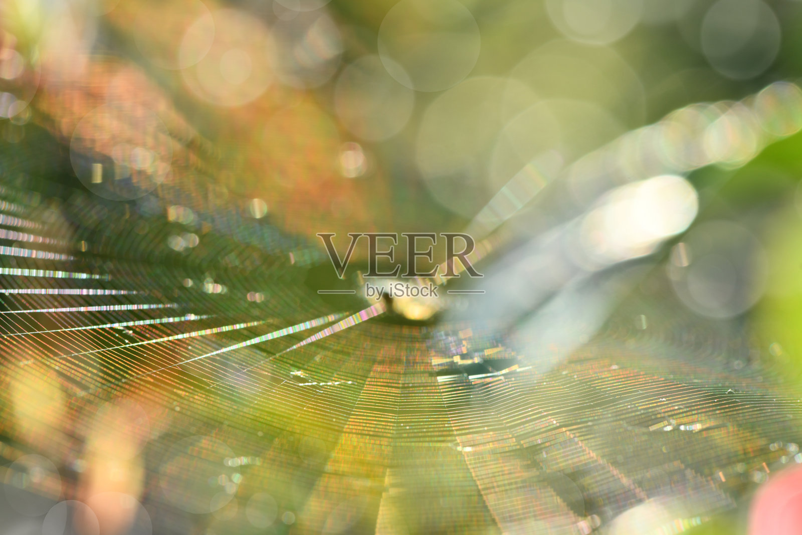 背光中的蜘蛛与蛛网。蛛网闪烁着彩虹的所有颜色。背景中美丽的眩光散景。照片摄影图片