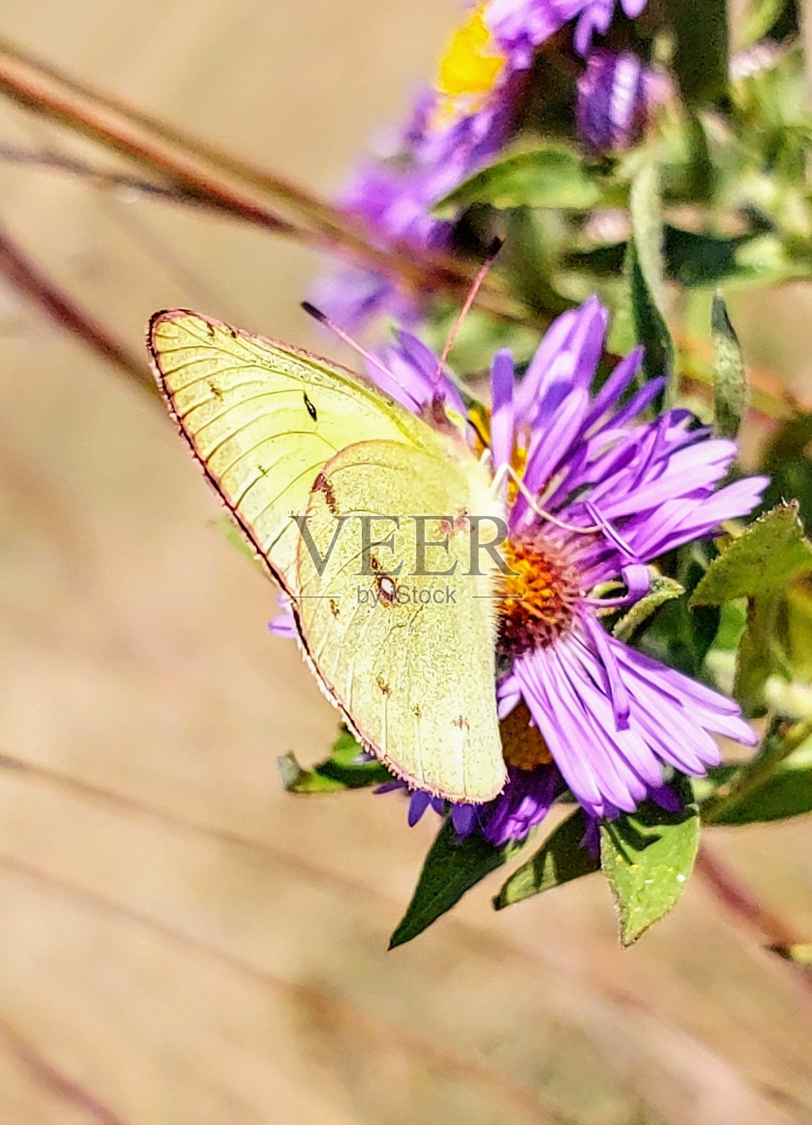 橙色硫蝶在吃午餐照片摄影图片