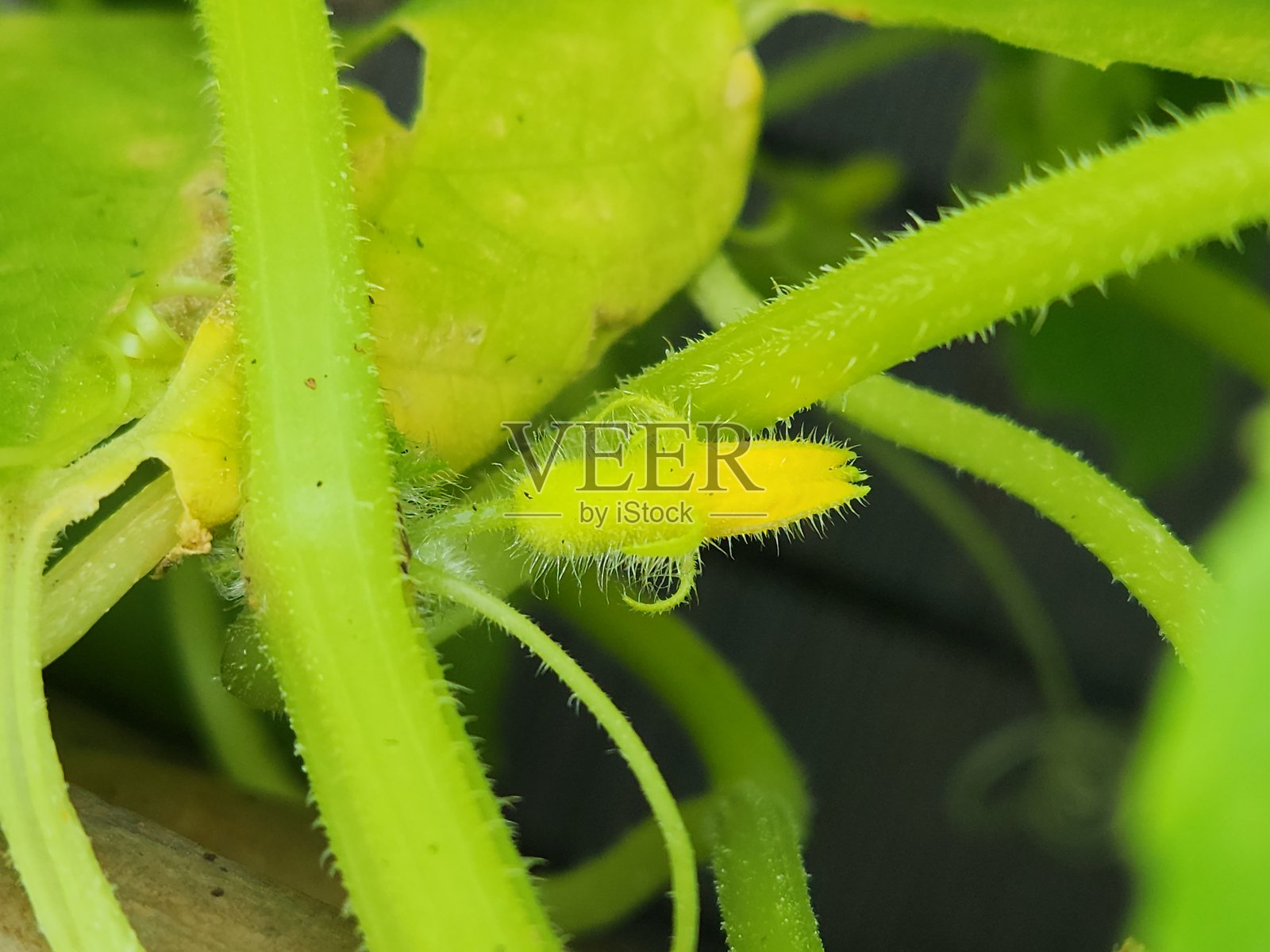 腌制黄瓜花蕾：植物繁殖周期的开始照片摄影图片