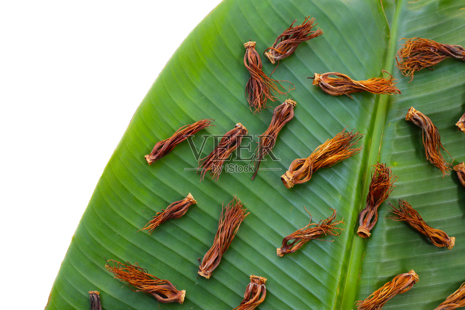 干燥的红棉花照片摄影图片