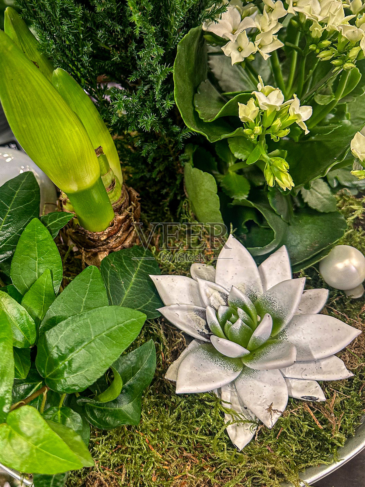 圣诞花照片摄影图片