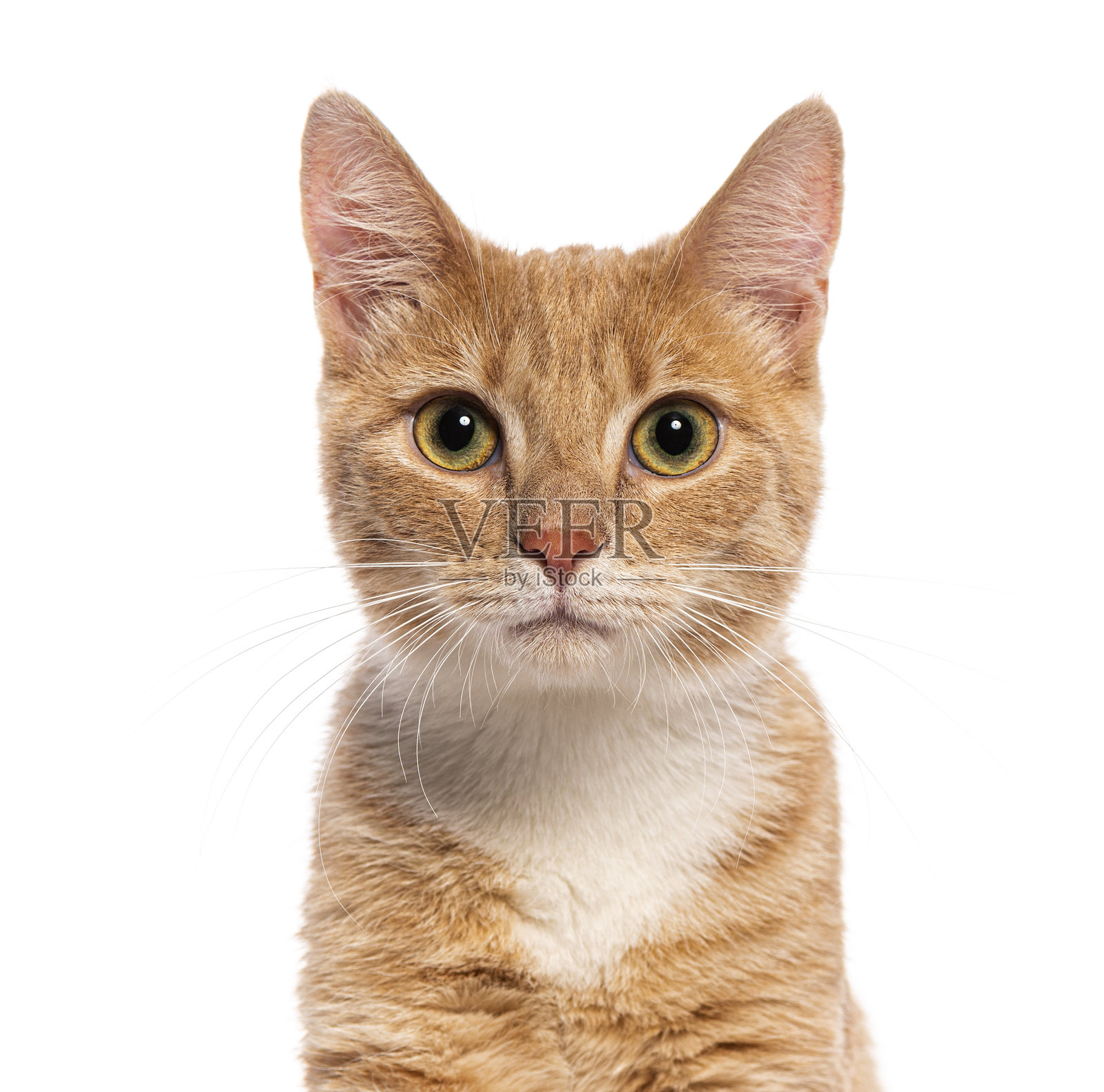 姜黄色的猫在白色背景上摆姿势拍照照片摄影图片