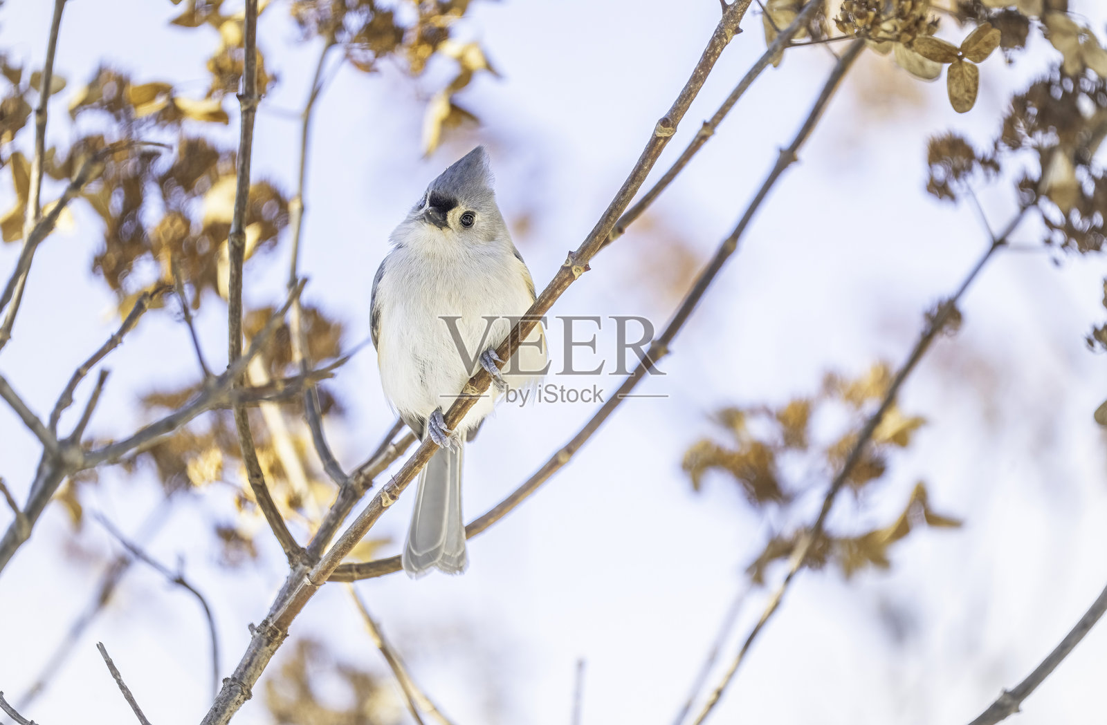 tufted titmouse栖息在自然栖息地的树枝上照片摄影图片