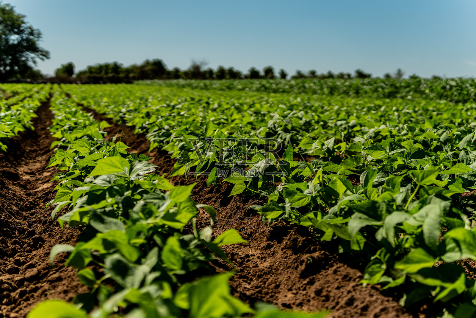 农业田地照片摄影图片