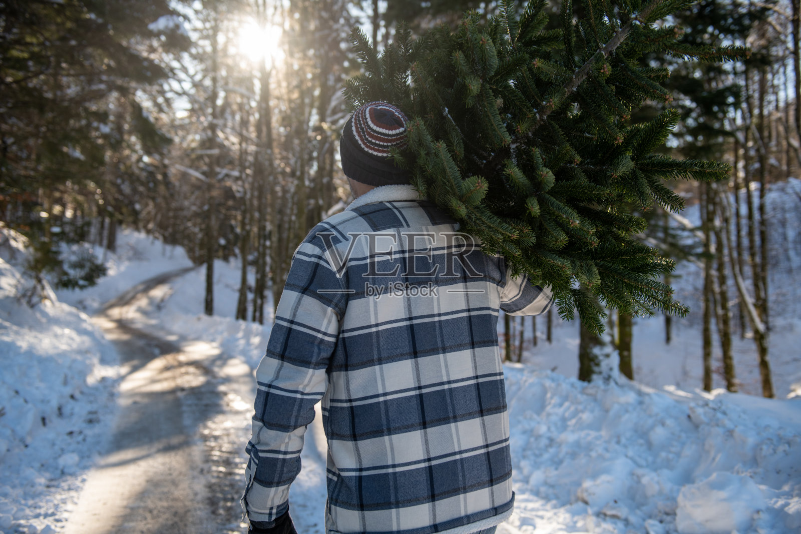一个男人在雪-covered森林中搬运圣诞树照片摄影图片
