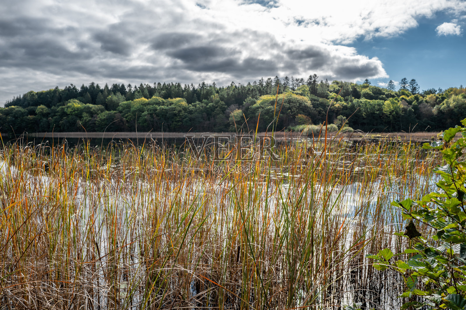丹麦的罗尔贝克小湖，四周绿意盎然照片摄影图片