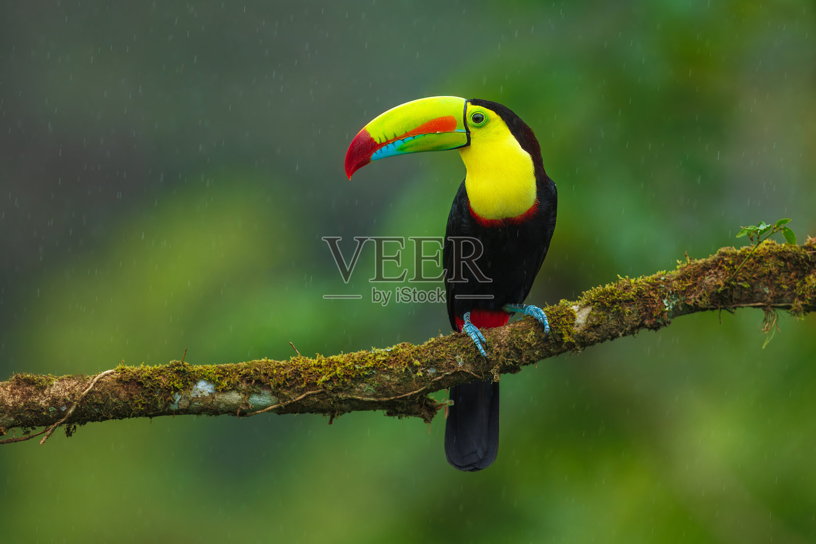 喙嘴鹦鹉照片摄影图片