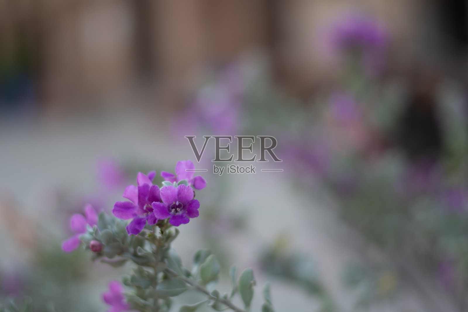 德克萨斯鼠尾草花照片摄影图片