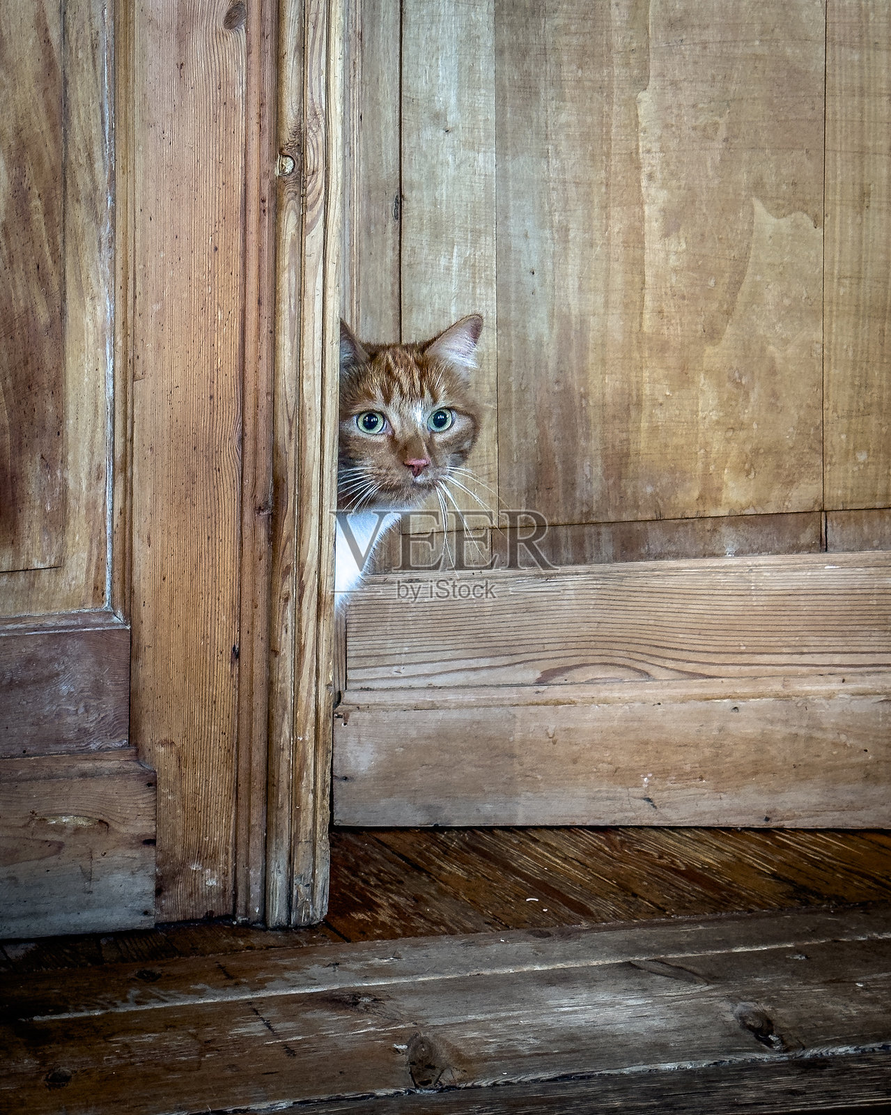 好奇的姜黄色猫咪正从一扇旧木门后面探出头来照片摄影图片