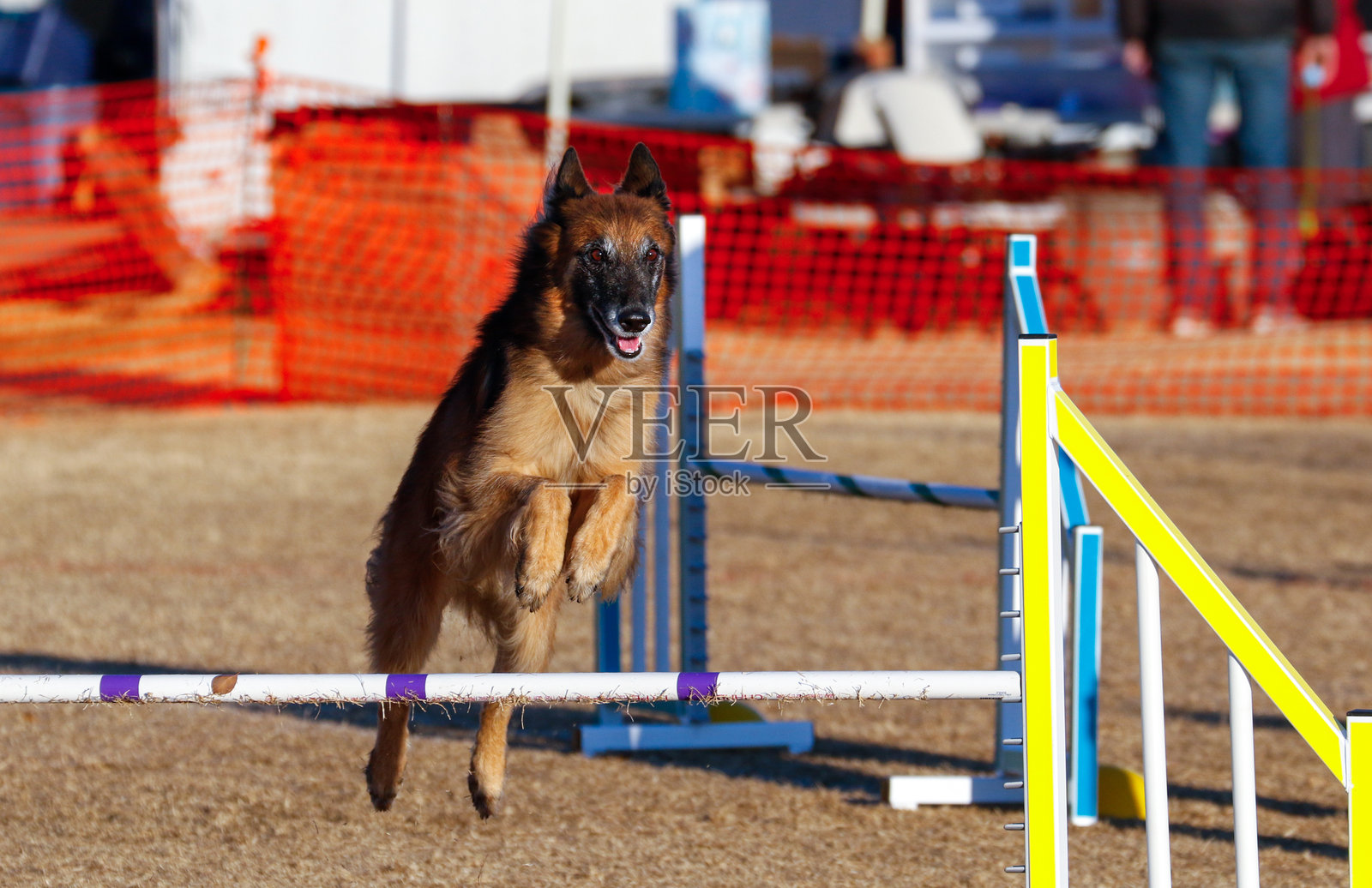 比利时特尔维伦犬跳过敏捷障碍。照片摄影图片
