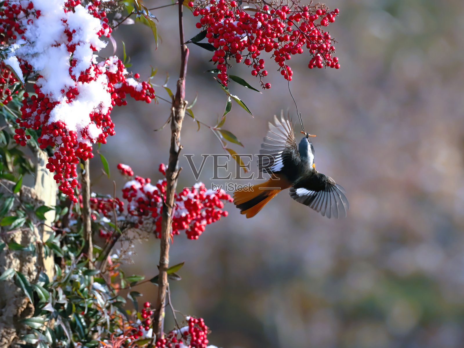 VH560-000딱새1.JPG照片摄影图片