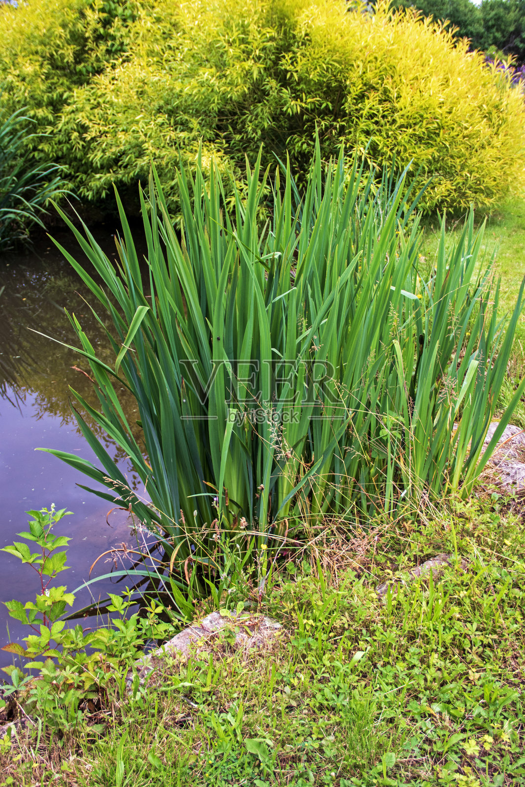 沼泽鸢尾照片摄影图片