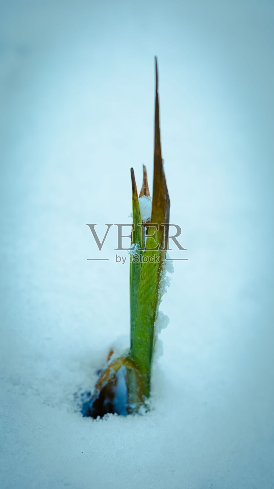 绿色植物从雪中冒出照片摄影图片