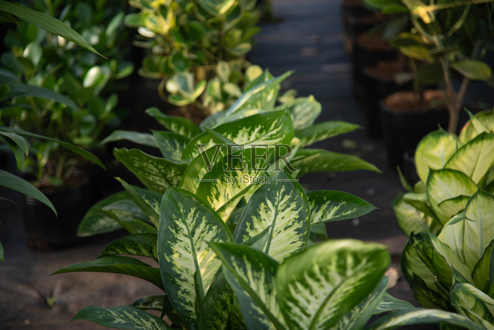 苗圃出售的观赏植物照片摄影图片