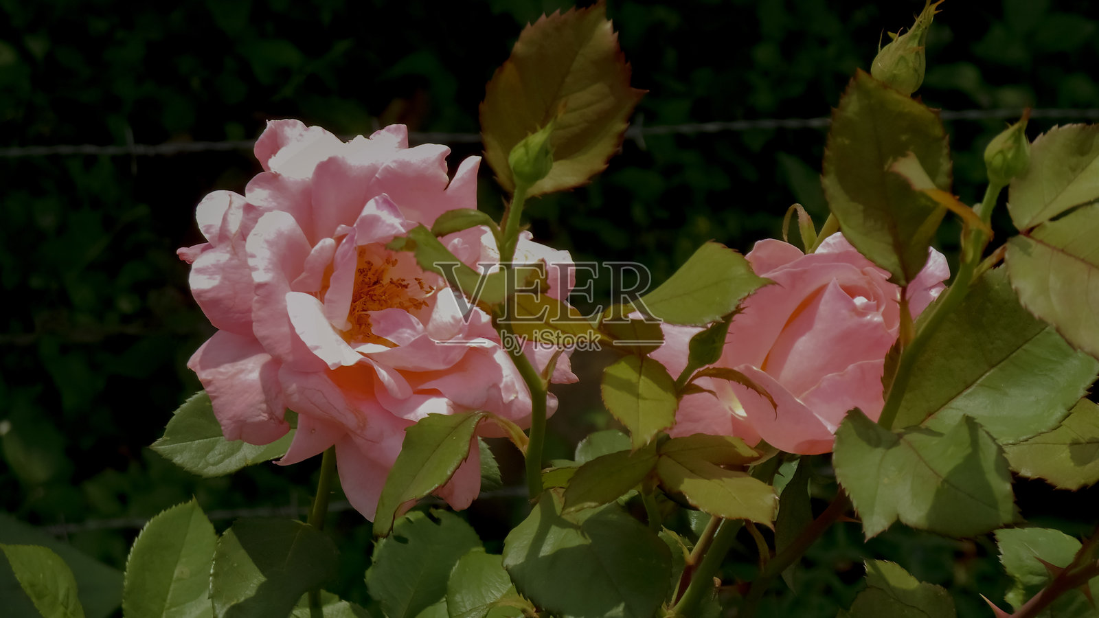 粉色玫瑰花园中可能含有玫瑰花蕾照片摄影图片