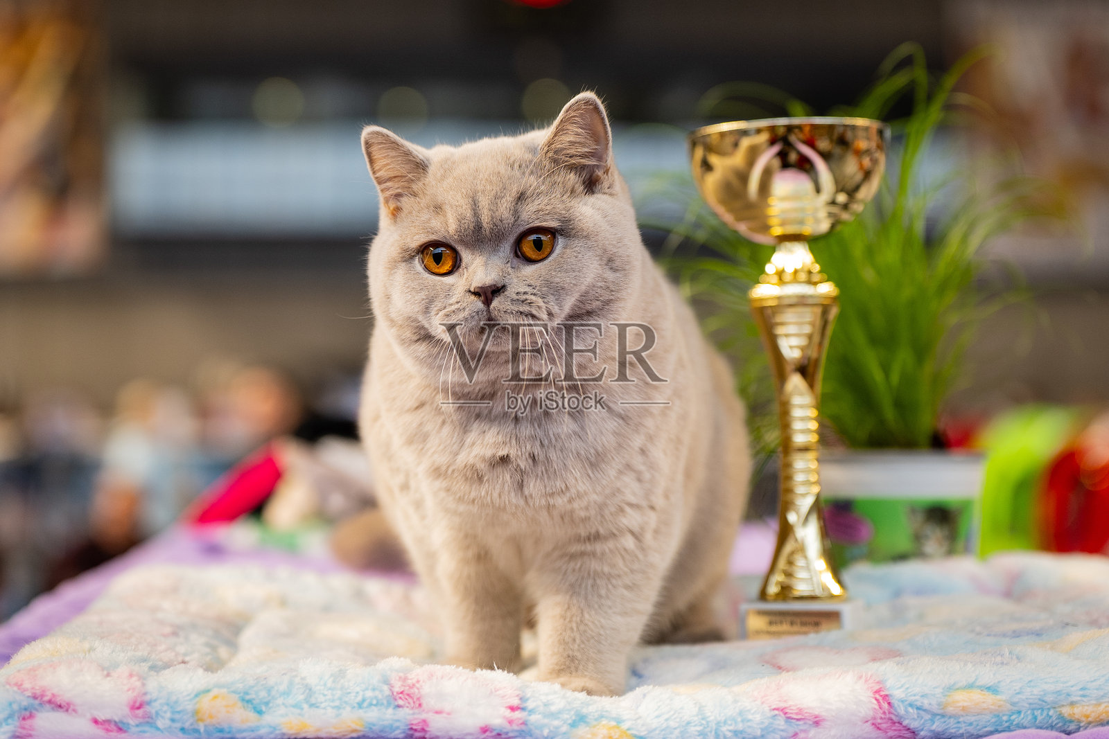 英国短毛猫照片摄影图片