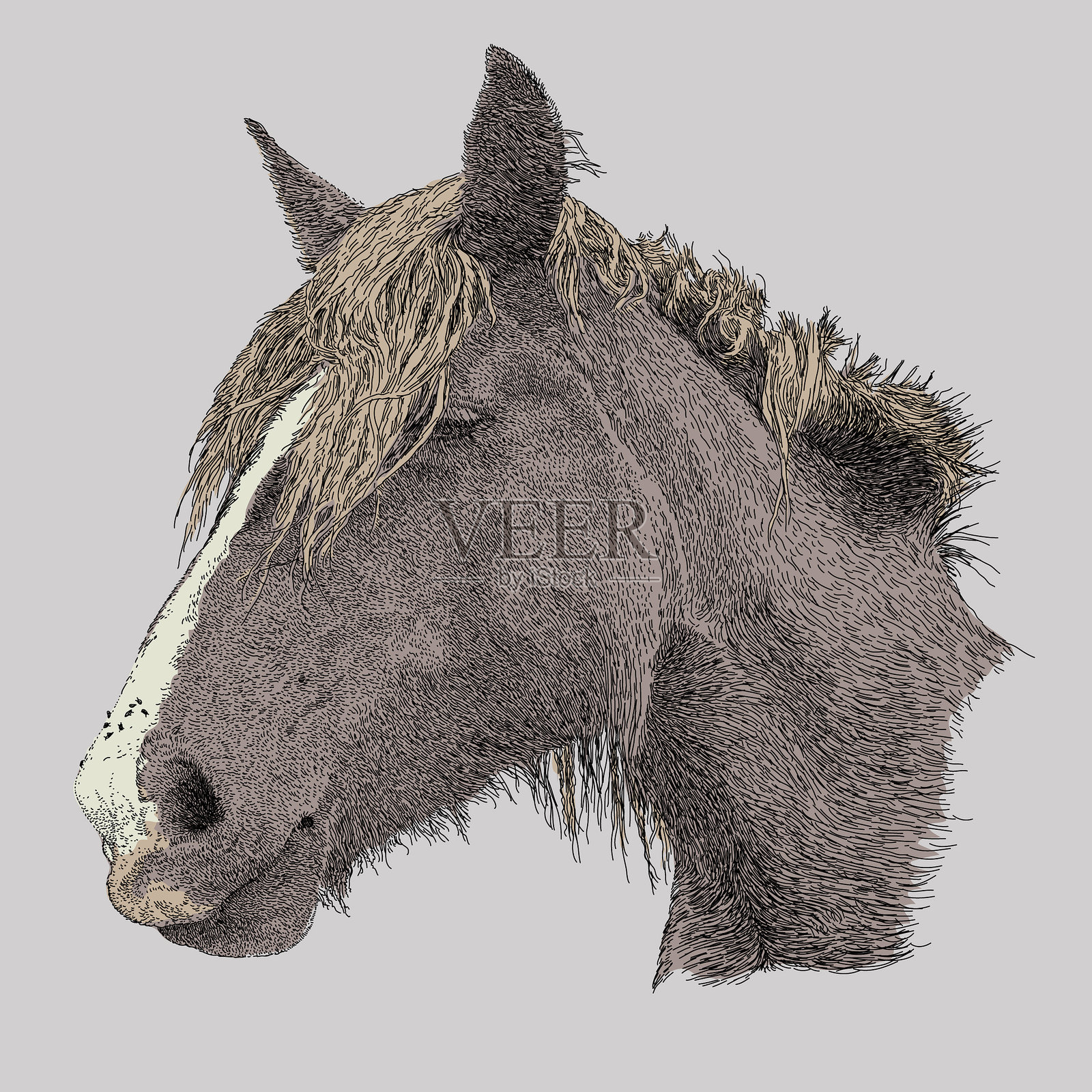 马头插画图片素材