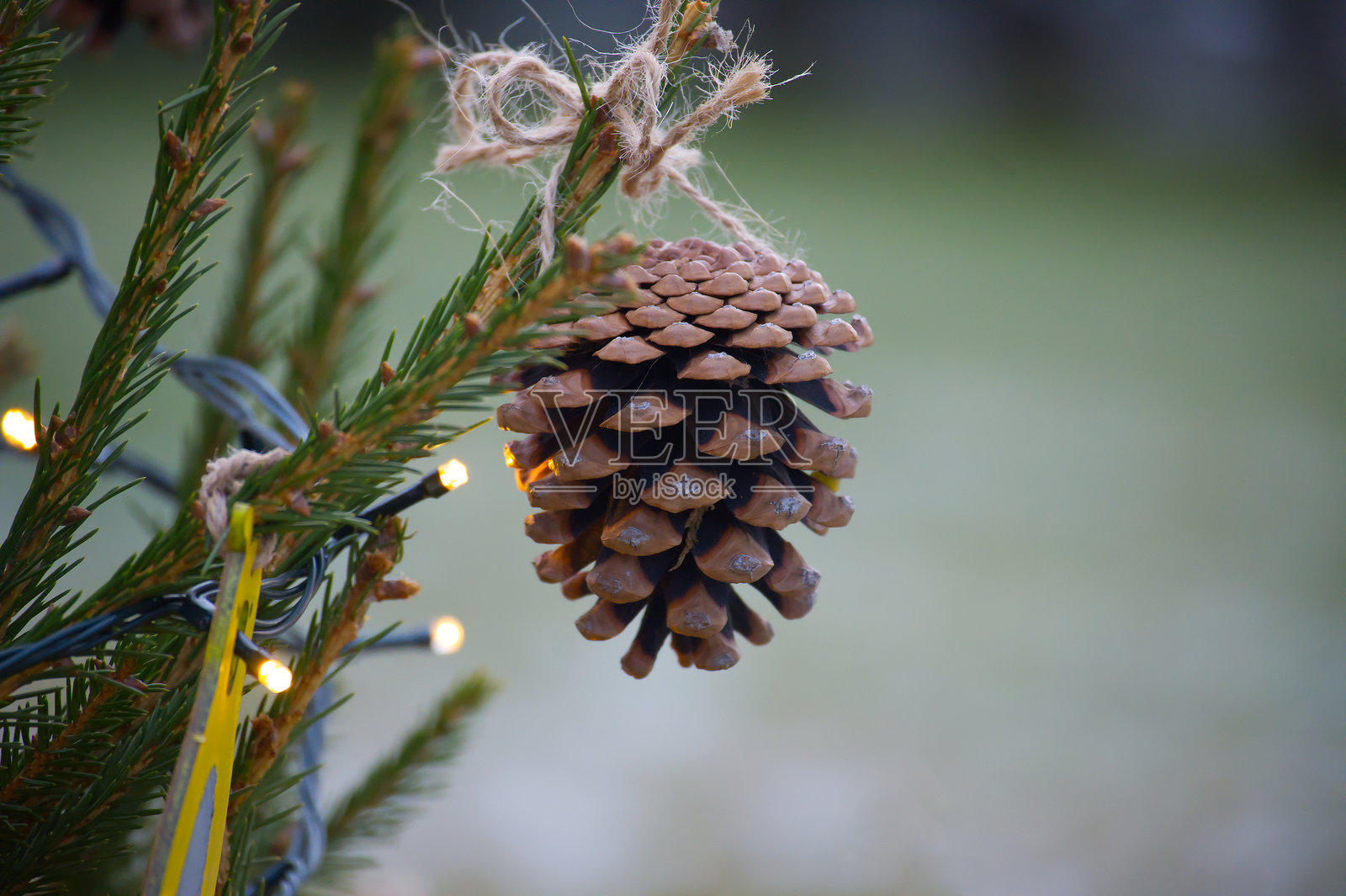 乡村风格的松果装饰挂在圣诞树枝上照片摄影图片