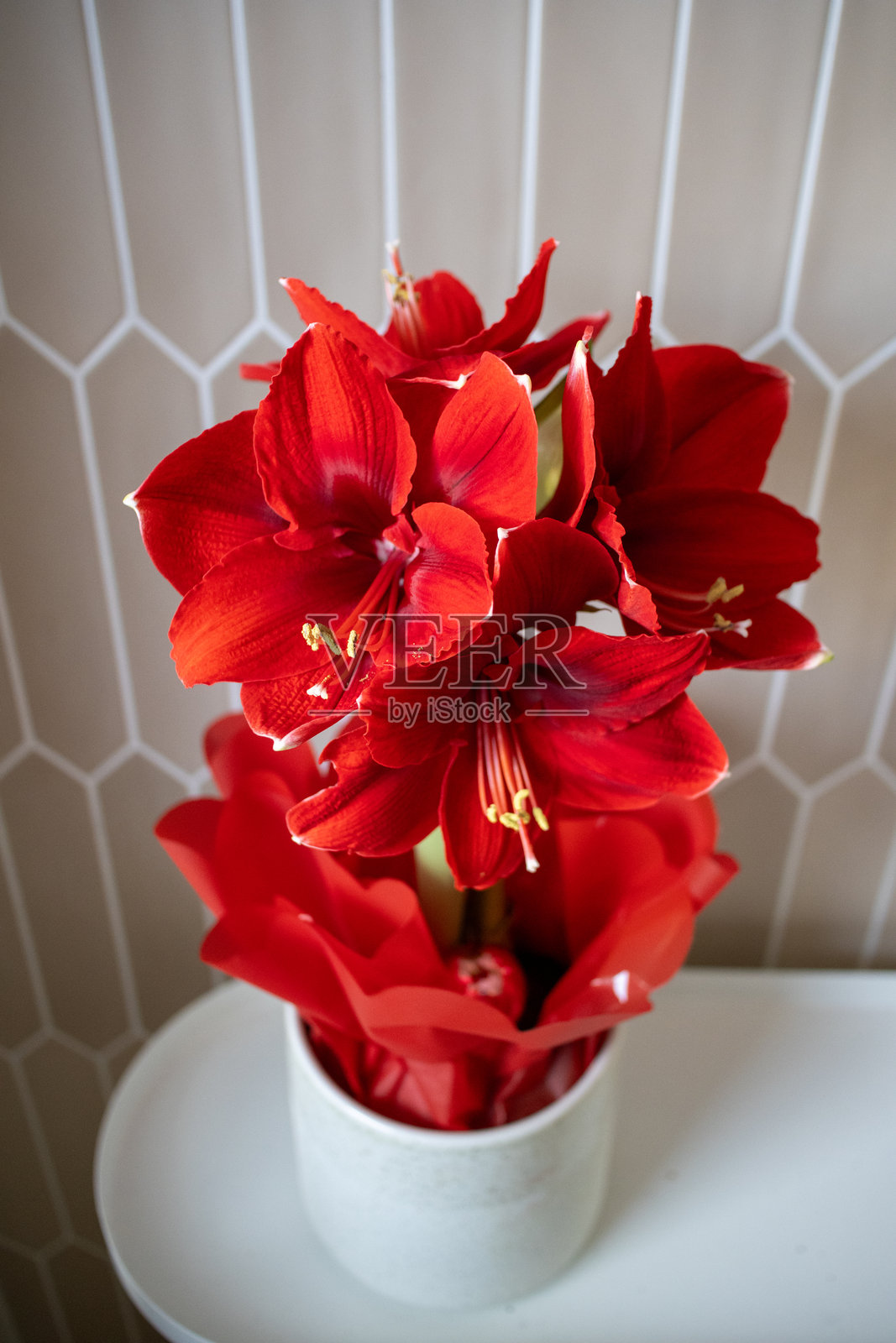 白色花盆中的红色风信子照片摄影图片