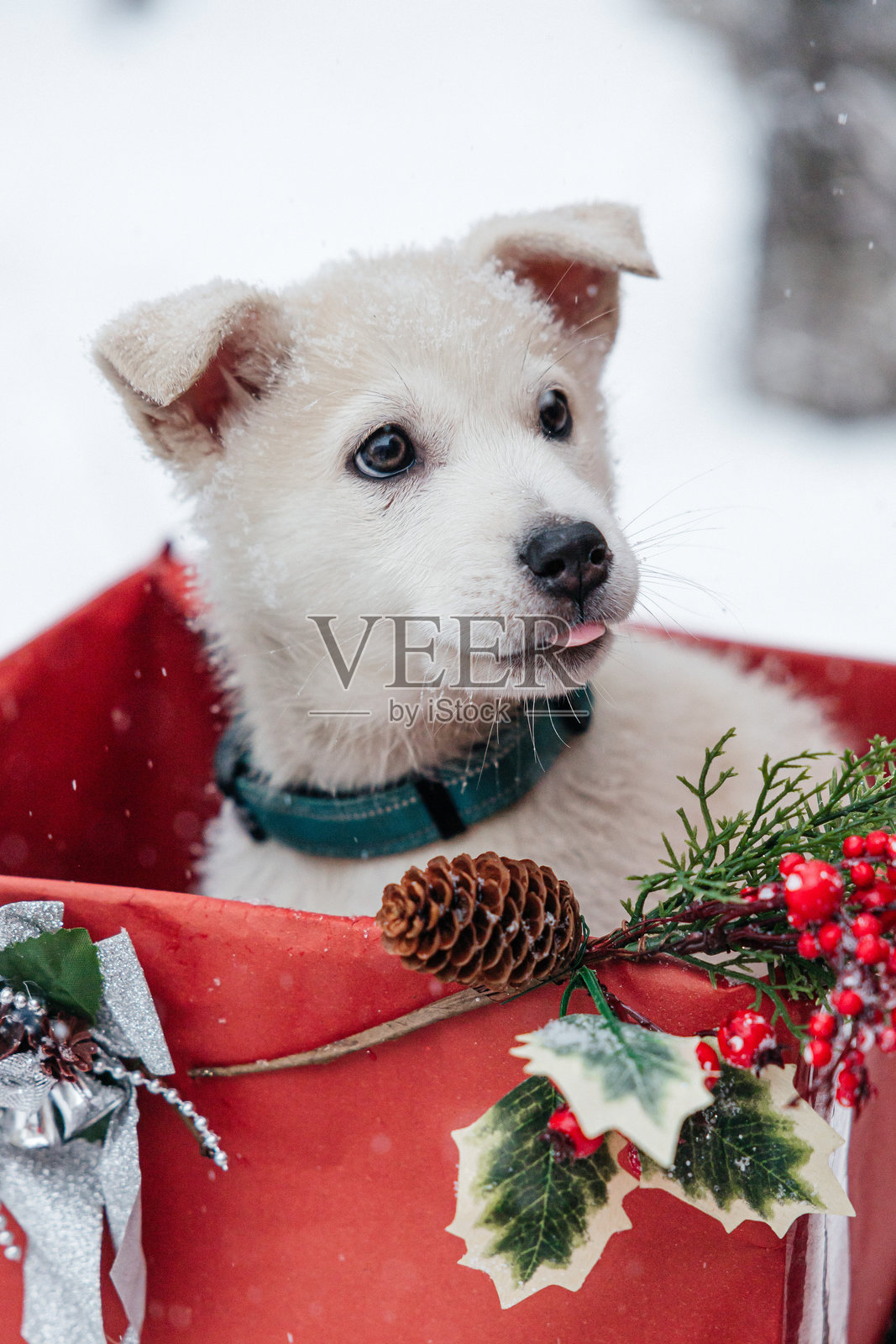 一只白色小狗作为新年和圣诞礼物照片摄影图片