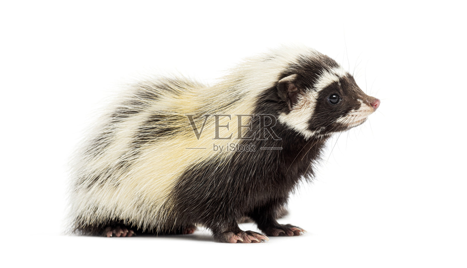 撒哈拉条纹鼬，Ictonyx libycus，侧面视图，背景为白色照片摄影图片