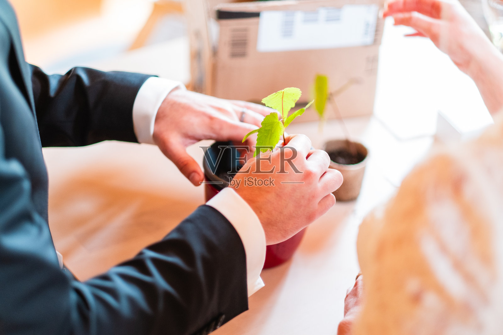 商务人士在办公室环境中移植幼苗，倡导环保意识和可持续发展照片摄影图片