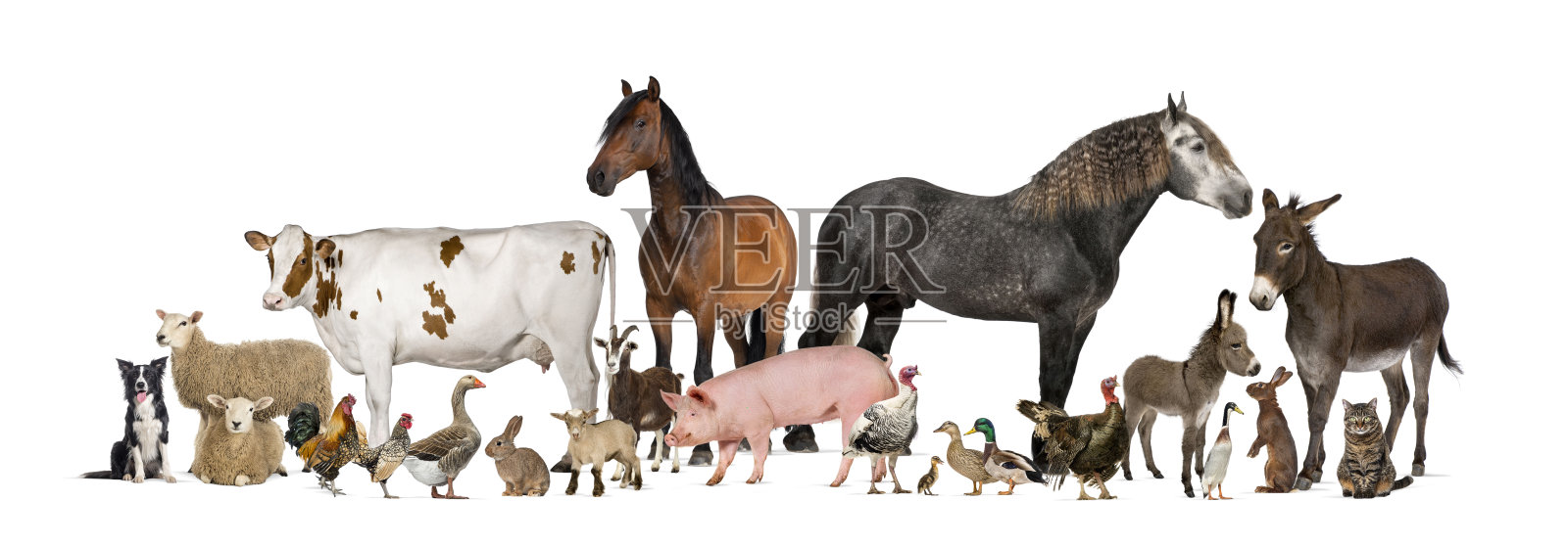 一大群农场动物聚在一起照片摄影图片