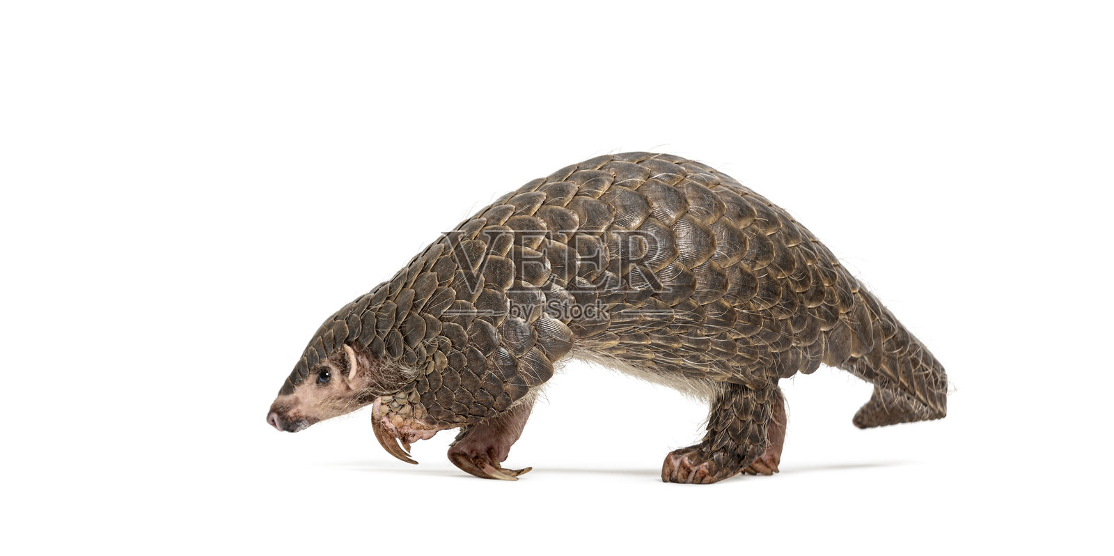 十个月大的单只中华穿山甲（Manis pentadactyla）的全侧面视图，这是一种濒危物种，背景为白色。照片摄影图片