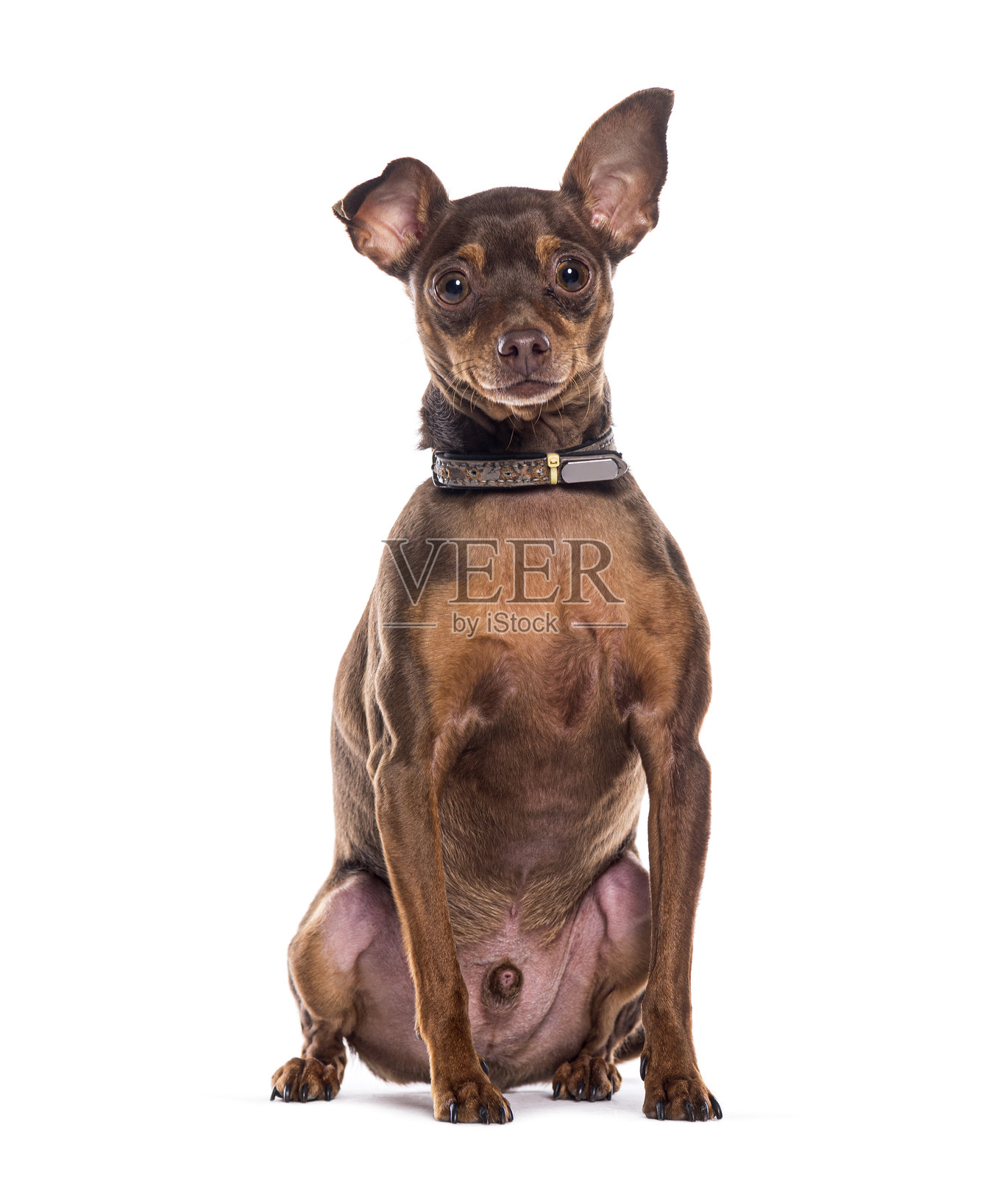 棕色的布拉格鼠犬坐着，注视着镜头，脖子上戴着项圈。照片摄影图片