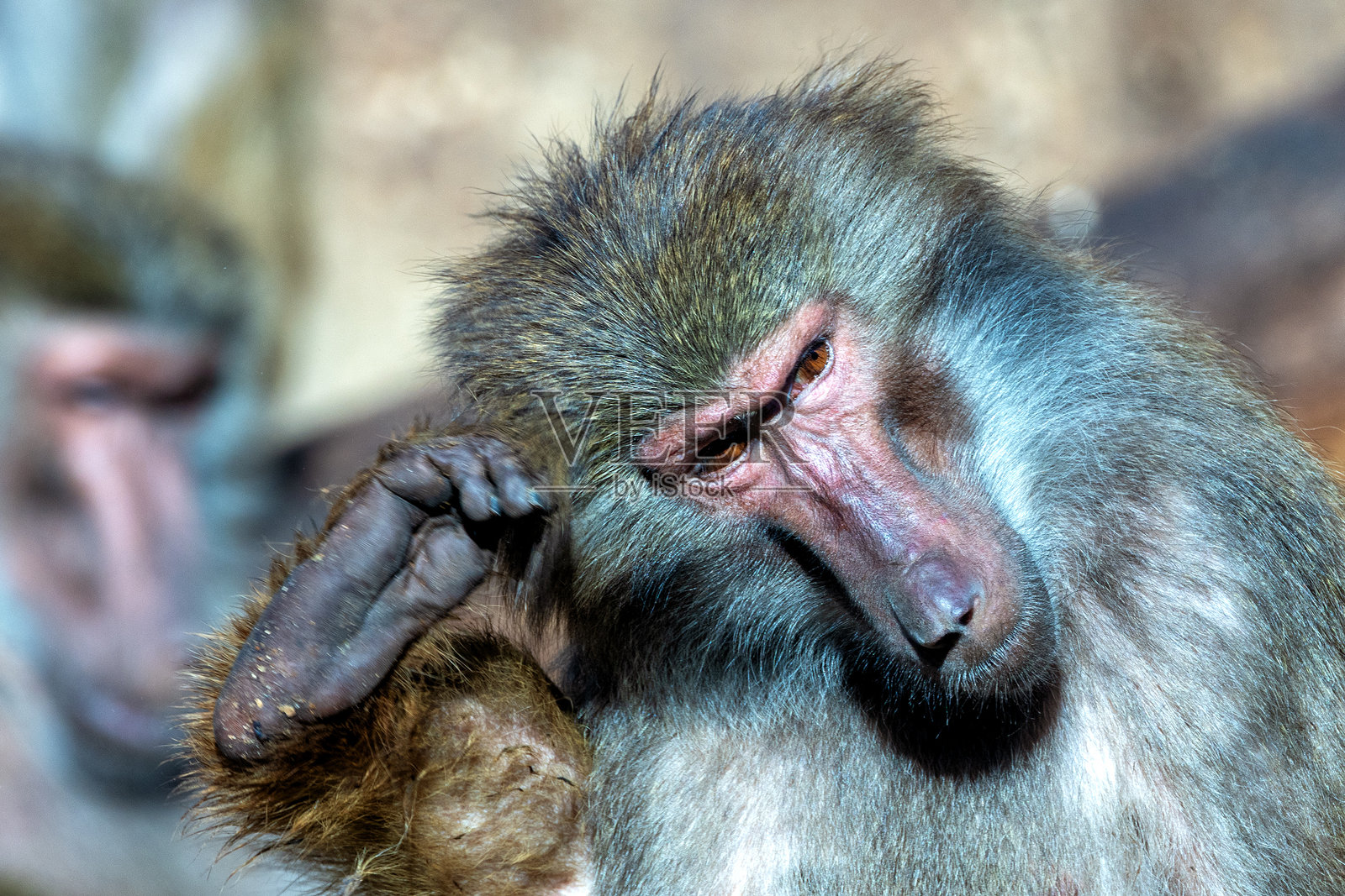 狒狒（Papio spp.），常见于撒哈拉以南非洲的草原、森林和丘陵。照片摄影图片