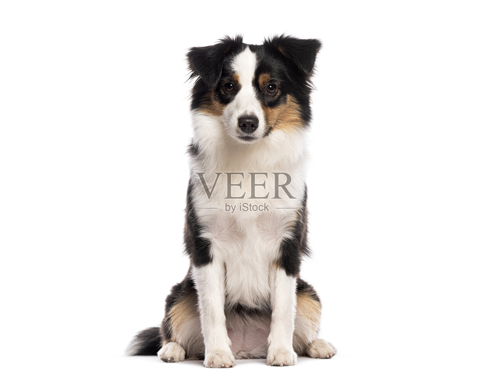 迷你澳大利亚牧羊犬坐着，注视着白色背景上的相机照片摄影图片