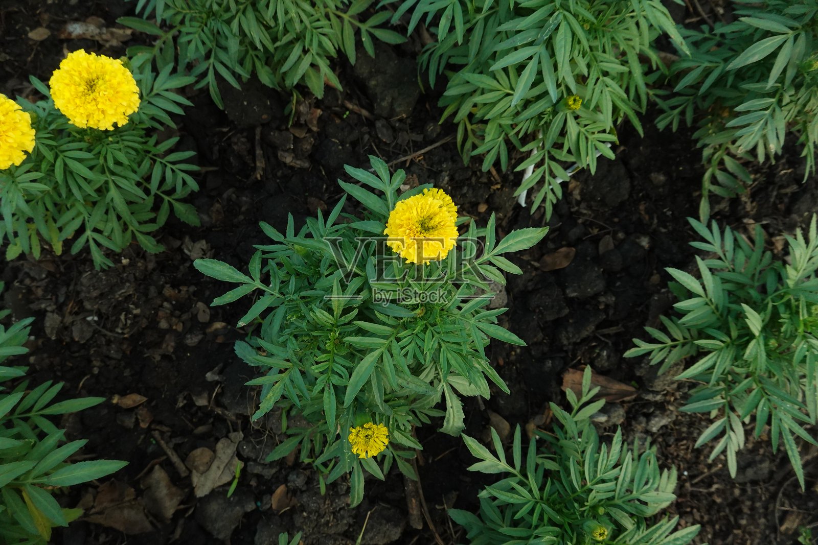 Marigold flowers in the garden. Marigold is a genus of flowering plants照片摄影图片