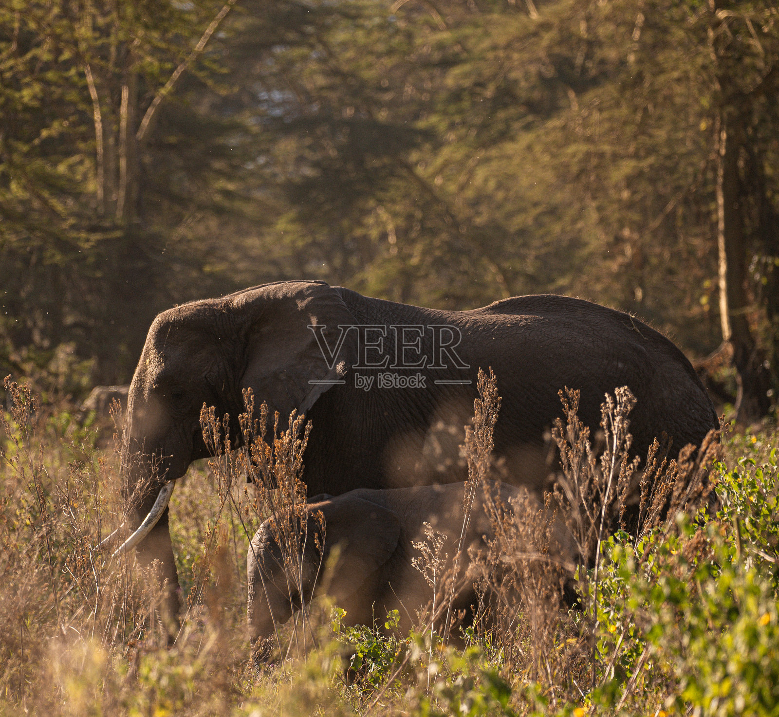 大象照片摄影图片