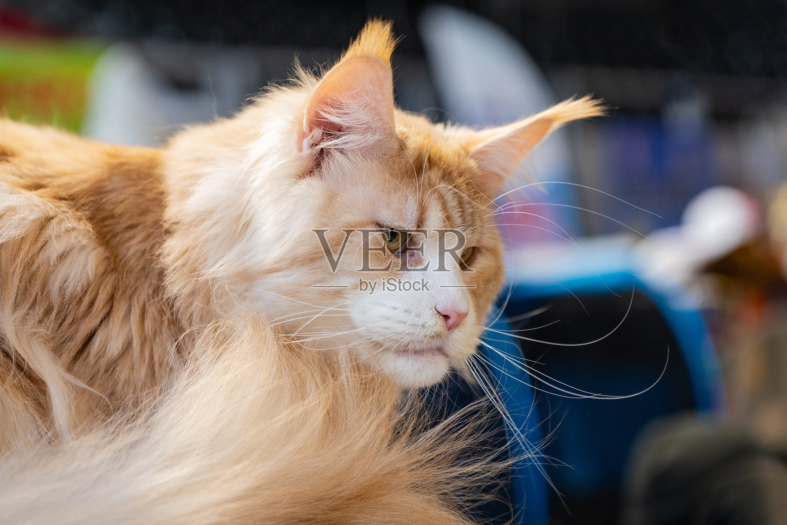 缅因猫照片摄影图片