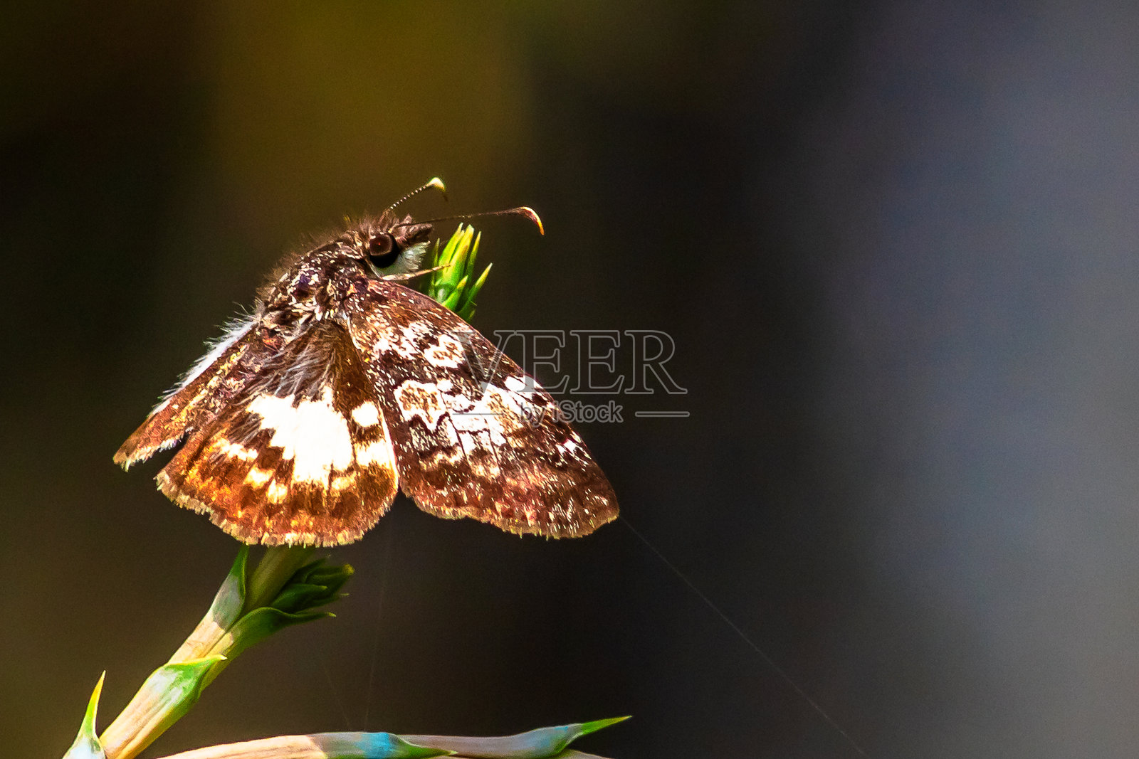 深色蝴蝶，鸟类般的外观，背景模糊，位于墨西哥州的瓜达卢佩山脉，白斑小燕蝶（Chiomara georgina）照片摄影图片