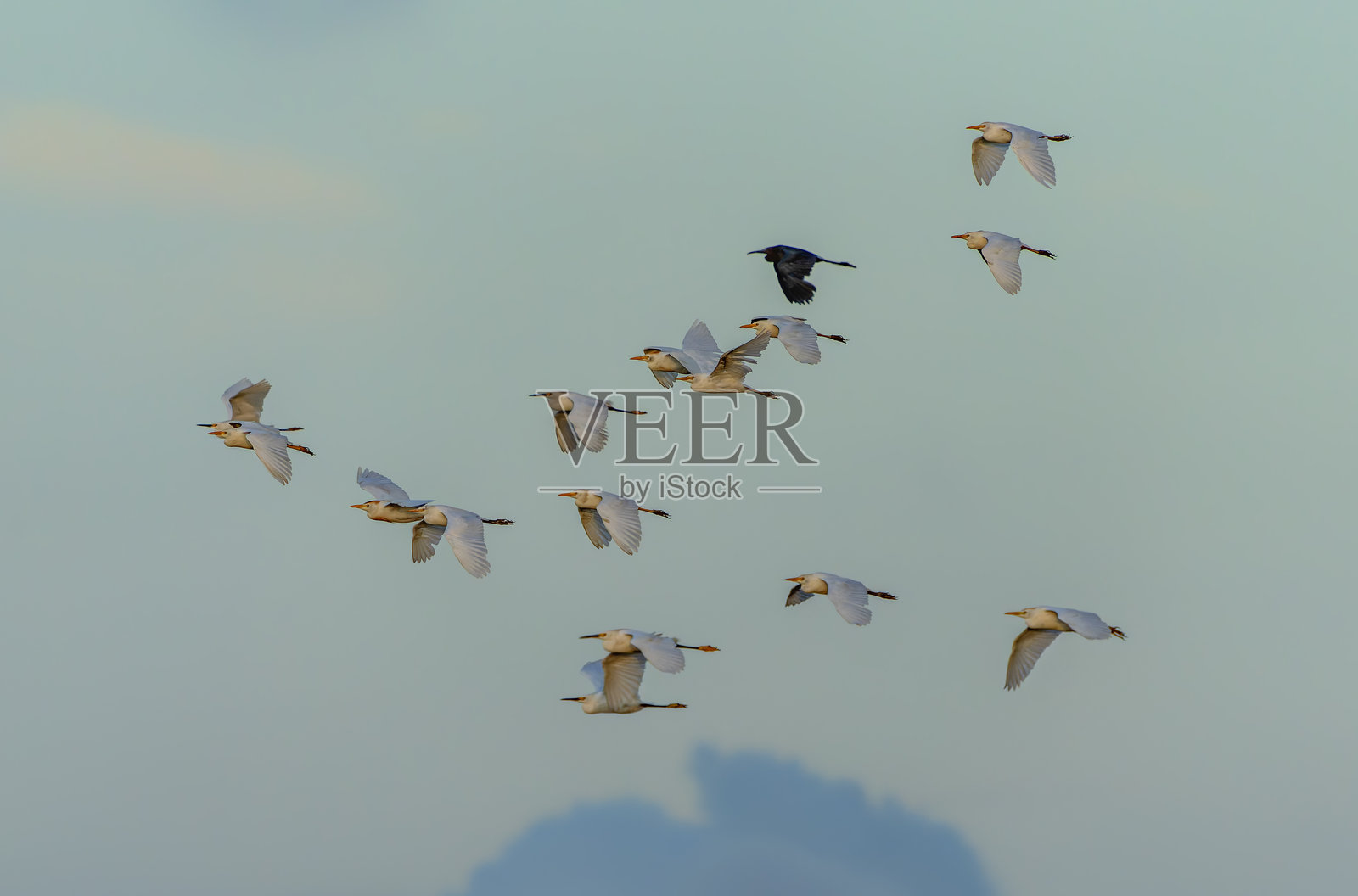 雪白鹭（Egretta thula）群和一只小蓝鹭（Egretta caerulea）。照片摄影图片