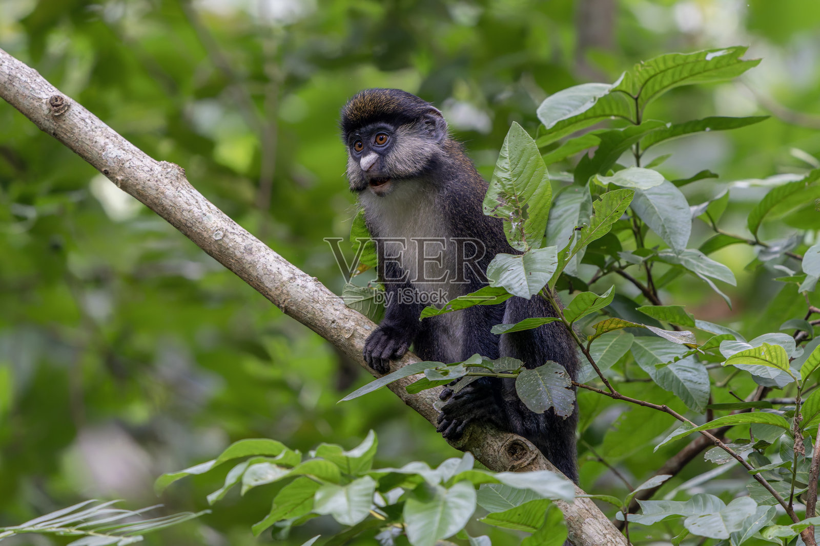 红尾猴（Cercopithecus ascanius），照片摄影图片
