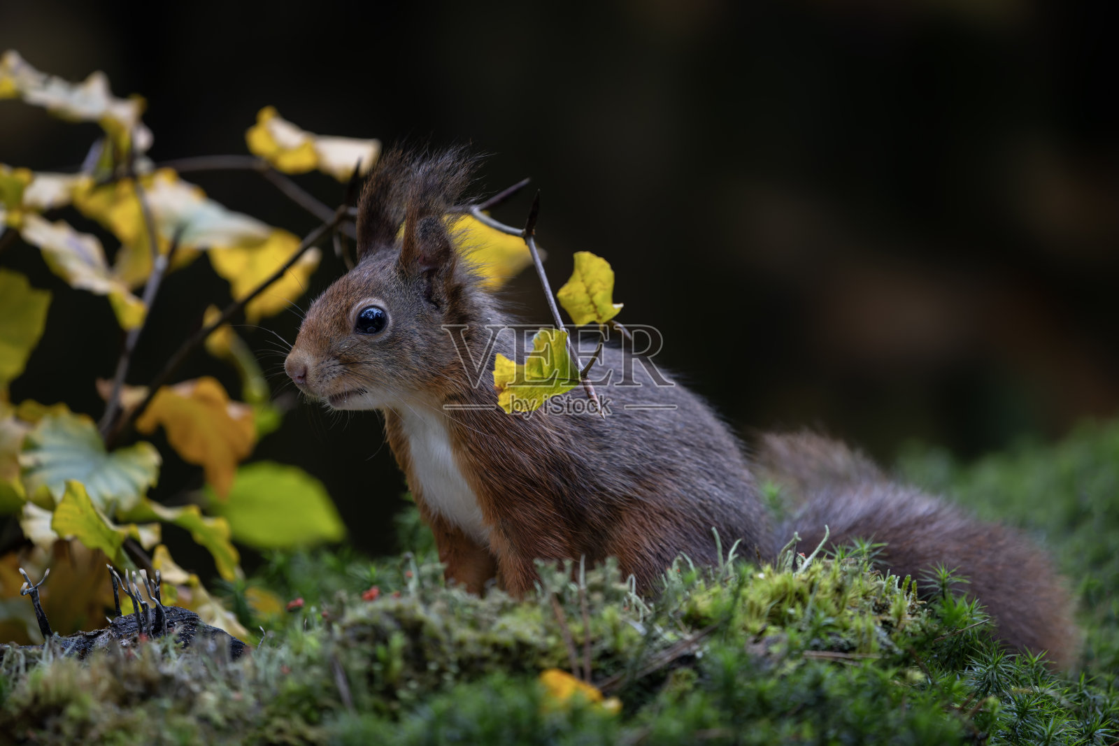欧亚红松鼠（Sciurus vulgaris）在五彩斑斓的树叶覆盖的森林中寻找食物照片摄影图片