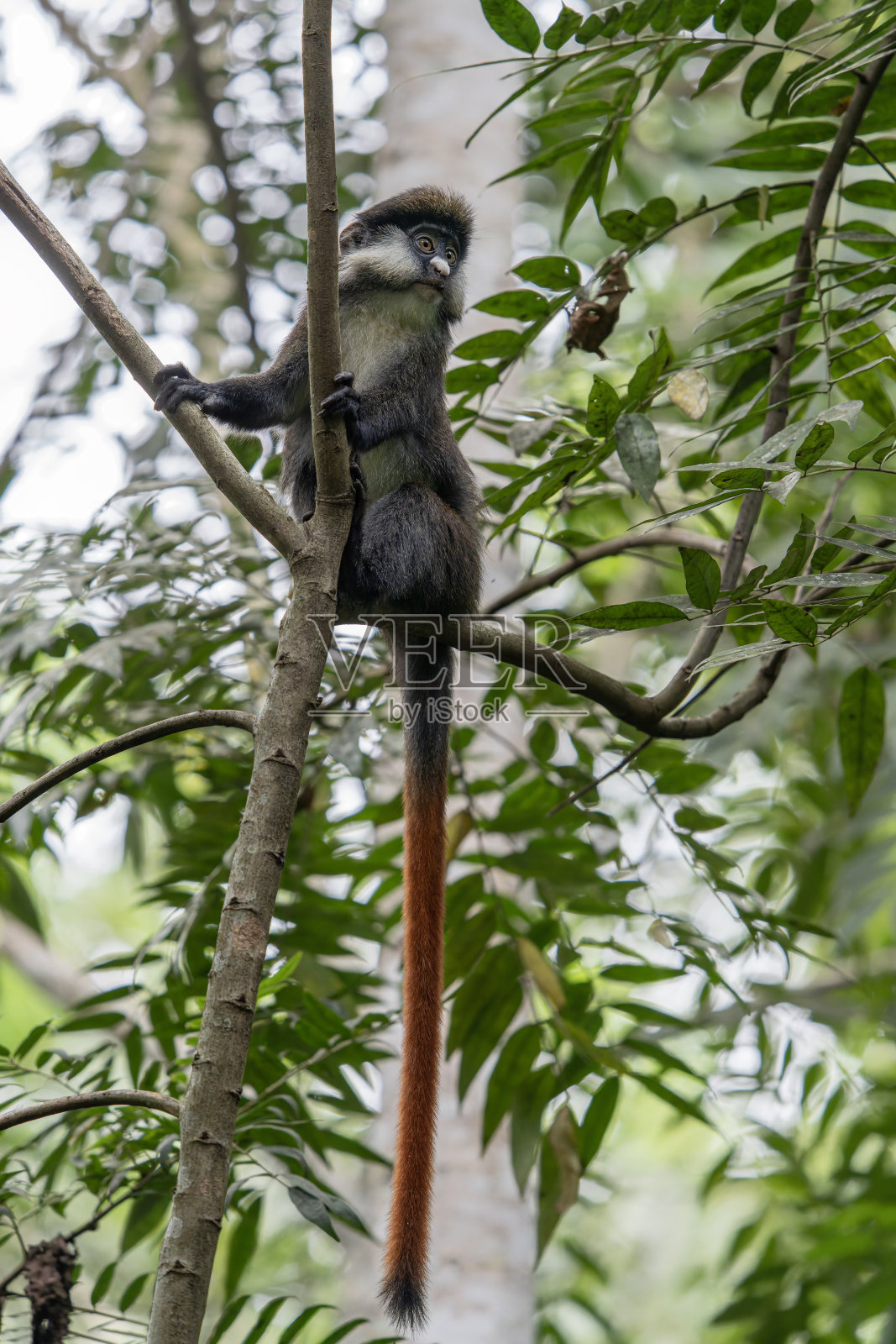 红尾猴（Cercopithecus ascanius），照片摄影图片