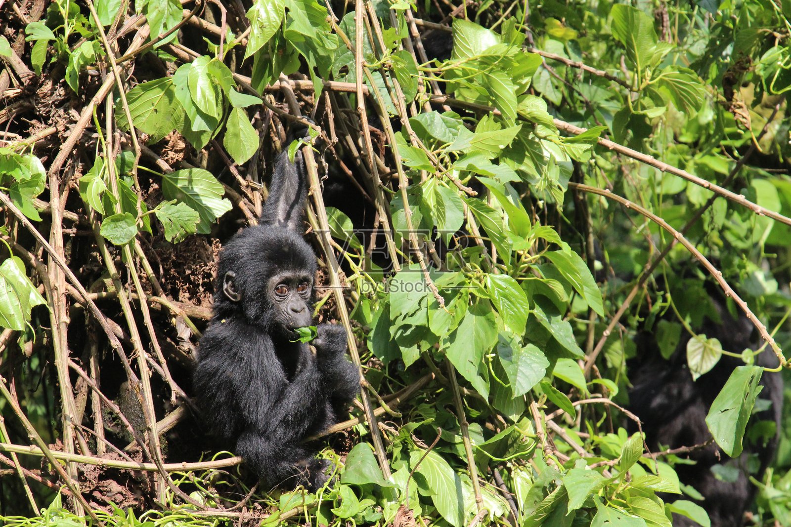 婴儿大猩猩挂在树枝上吃叶子照片摄影图片