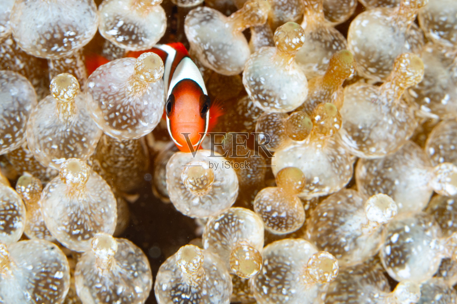 红黑色海葵鱼在其寄主海葵的触手间游动照片摄影图片