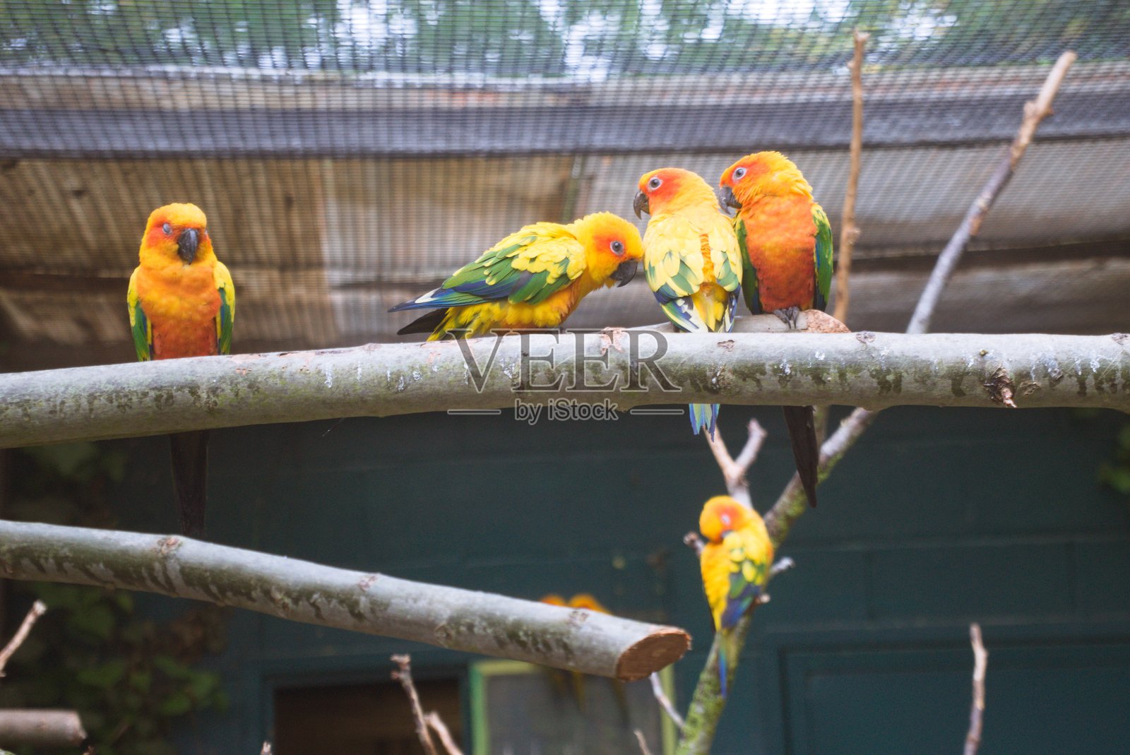 橙色鹦鹉展现亲密和顽皮的行为照片摄影图片