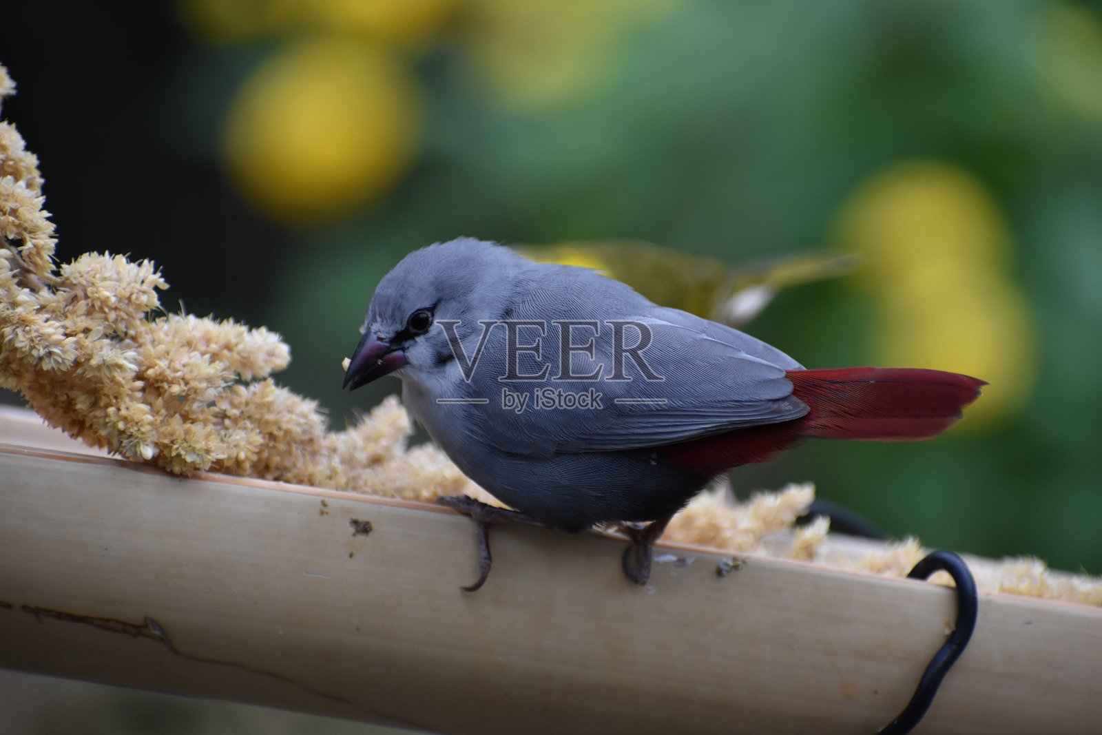 薰衣草燕雀鸟照片摄影图片