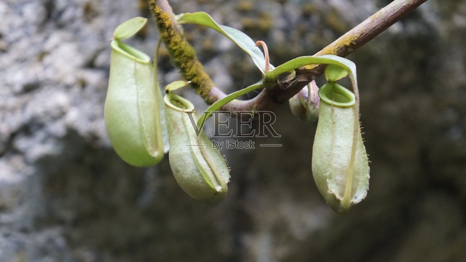 自然栖息地中的猪笼草特写照片摄影图片